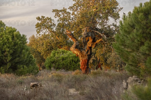 Cork oaks