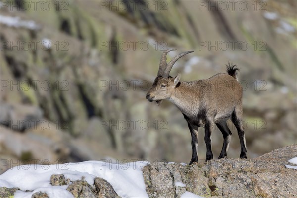 Iberian ibex