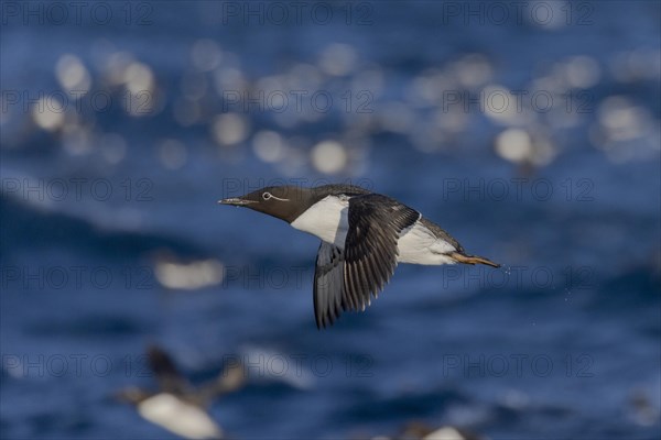 Common Guillemot