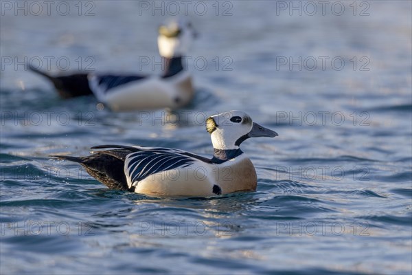 Stellers eider