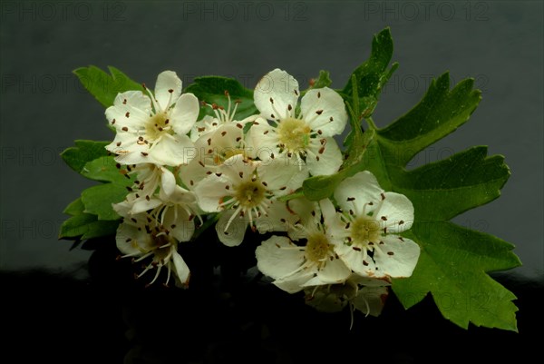 Medicinal plant hawthorn