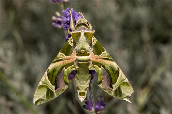 Oleander moth moth with closed wings hanging on purple flower from behind