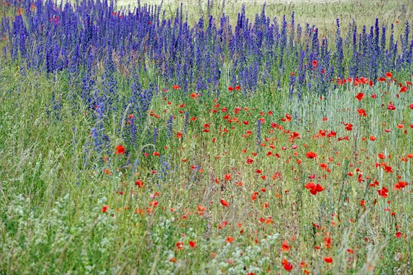 Flowering wayside with poppies and other field flowers