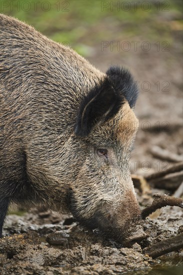 Portrait of a Central European boar