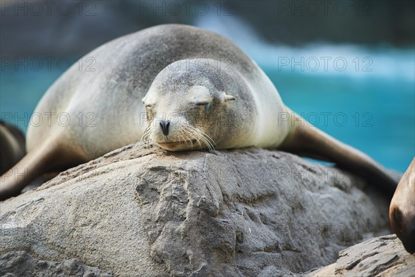 California sea lion