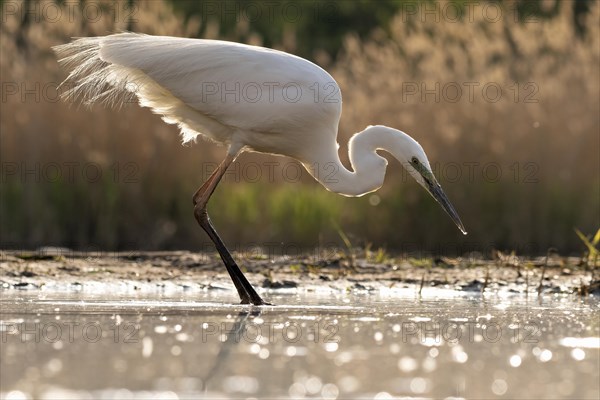 Great egret