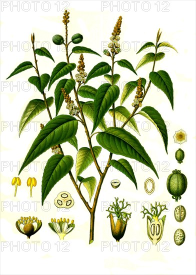 Medicinal plant