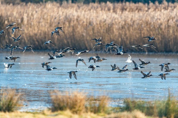 Northern Shoveler