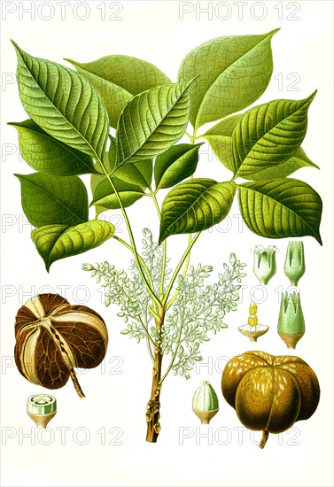 Medicinal plant