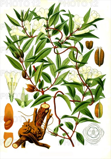 Medicinal plant