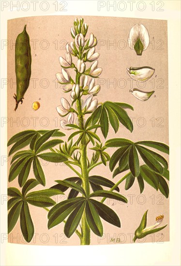 Medicinal plant