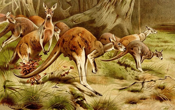 Western gray kangaroo