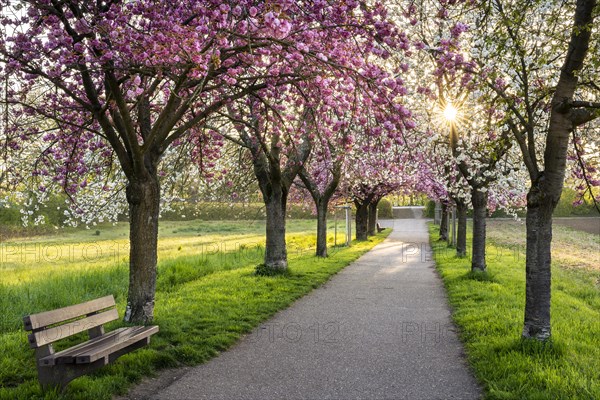 A beautiful alley with blooming pink and white cherry trees in spring in the morning sun with a sunstar