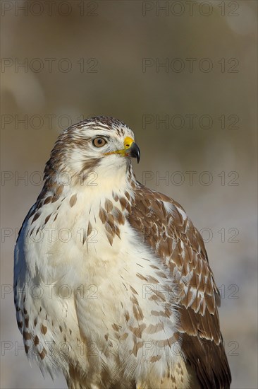 Steppe buzzard