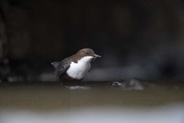 White-breasted dipper