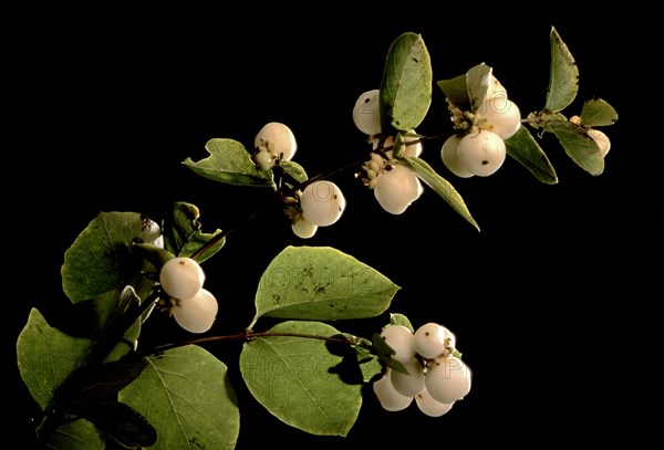 European mistletoe