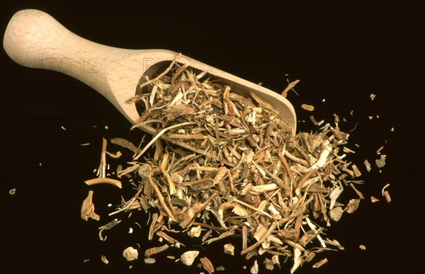 Medicinal herbs: Sarsaparilla root