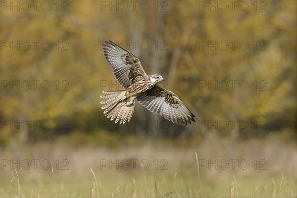 Saker falcon