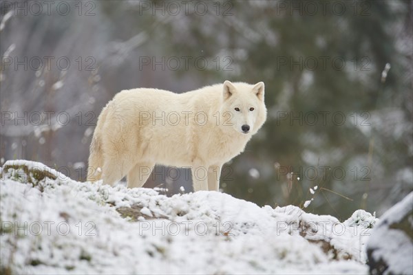 Arctic wolf