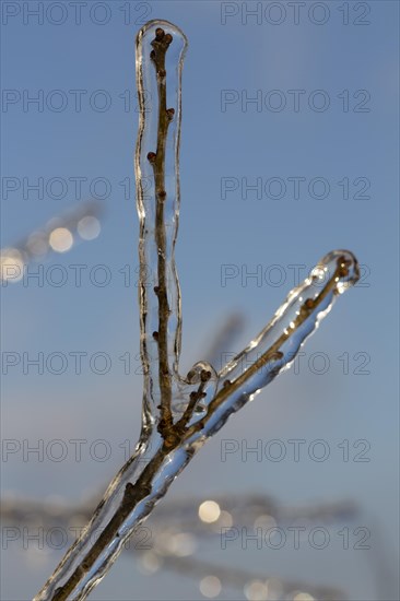 Branch fork covered with ice after freezing rain