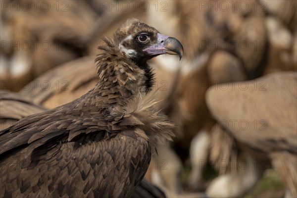 Cinereous vulture