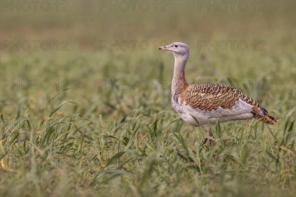 Great bustard