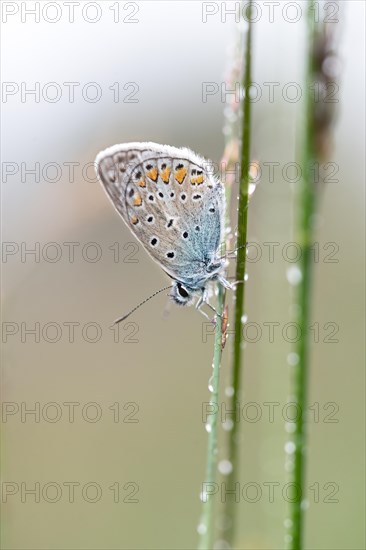 Common blue butterfly