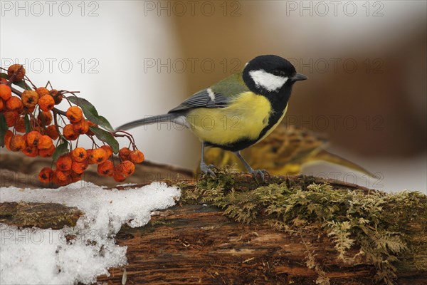 Great tit