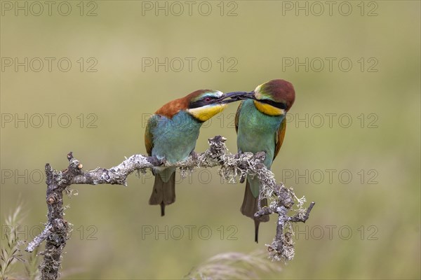 European bee-eater