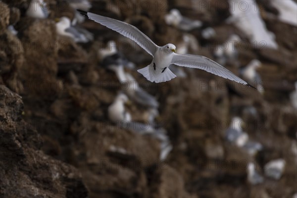 Kittiwake