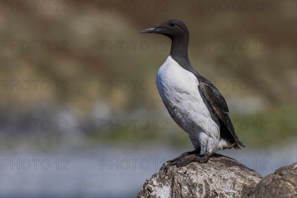 Common guillemot