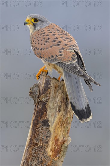 Common kestrel