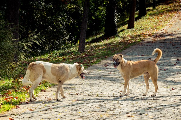 Stray dogs is in the road in a park in view