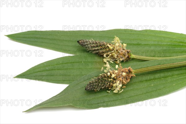 Medicinal plantain