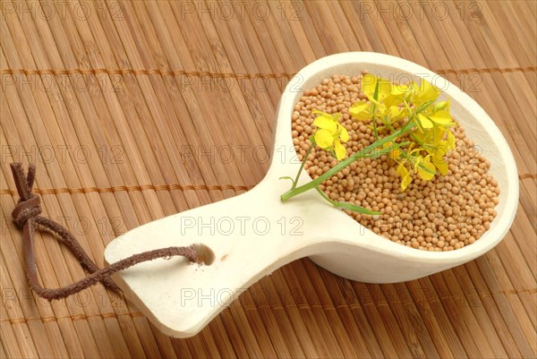 Medicinal plant White mustard