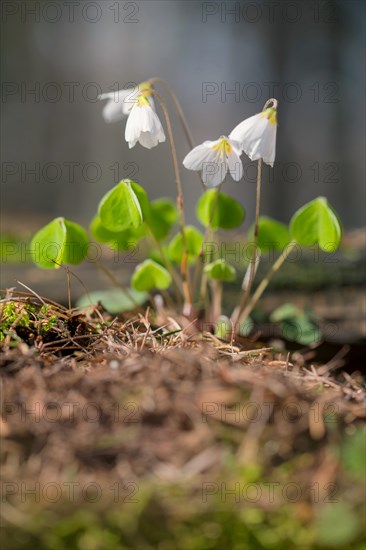 Common wood sorrel