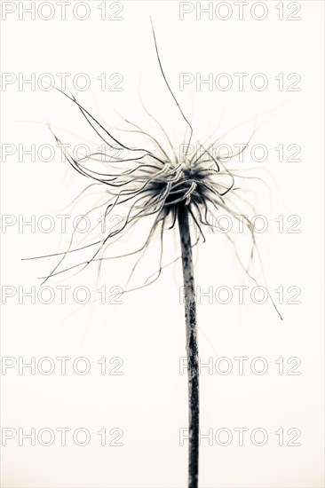 Flowering alpine pasqueflower