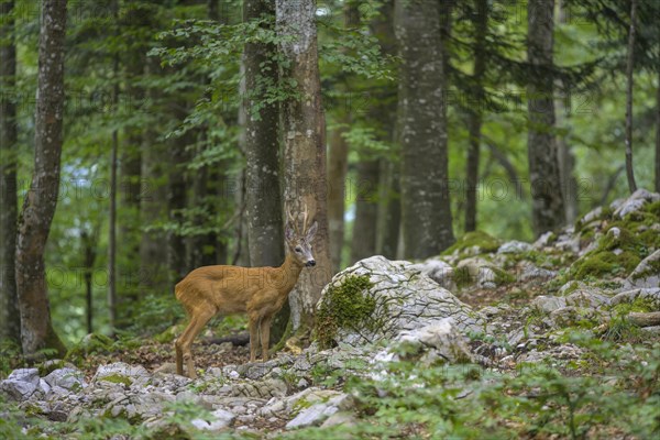 European roe deer