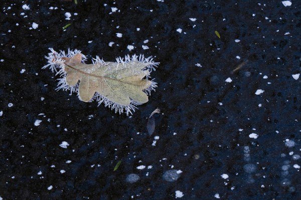 Oak leaf covered with ice crystals on frozen water surface