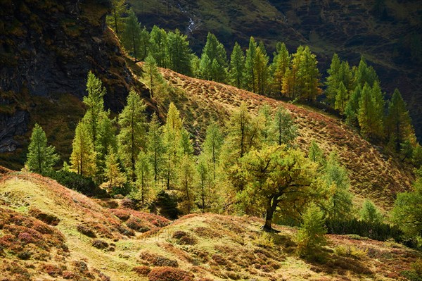 European larch