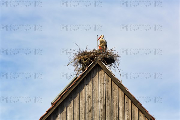 White stork