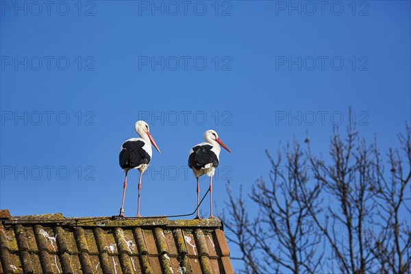 White storks