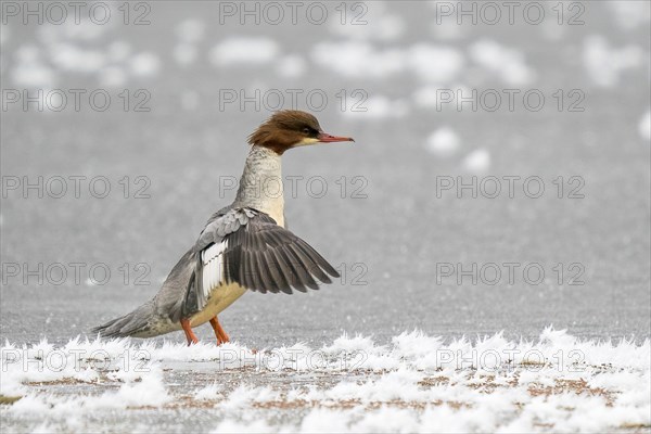 Common merganser