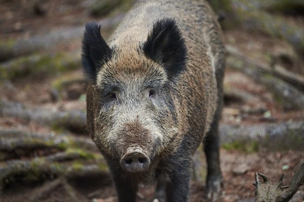 Portrait of a Central European boar