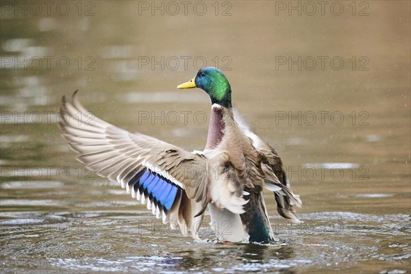 Mallard or Wild duck