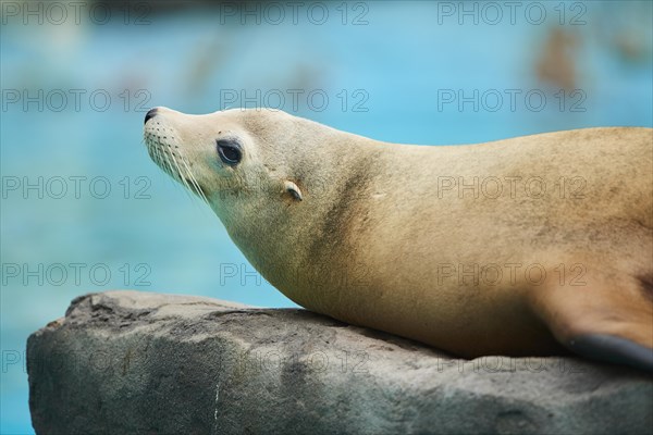 California sea lion