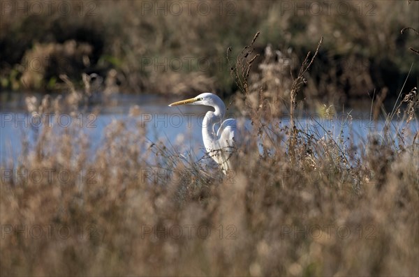 Great egret