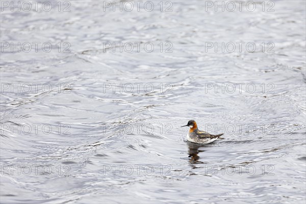 Red-necked phalarope