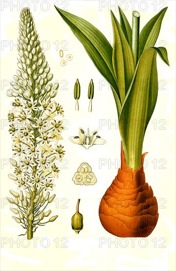 Medicinal plant