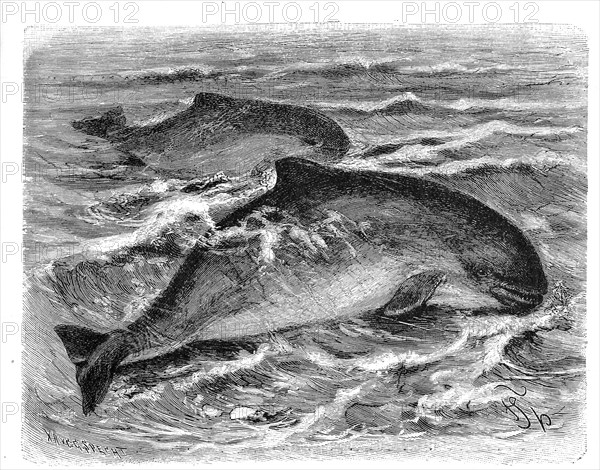 Bottlenose dolphins